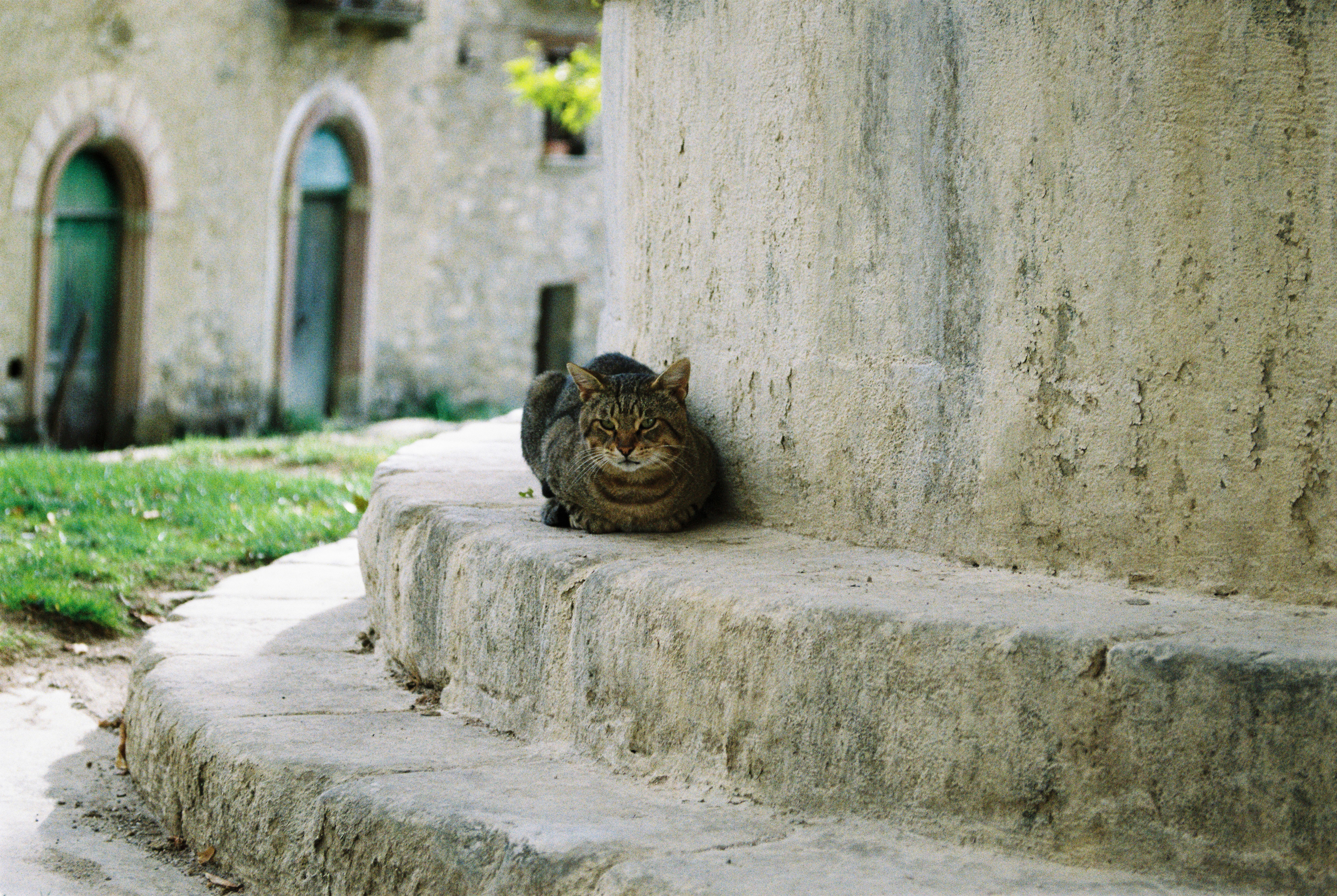 Cat in Roscigno Vecchia