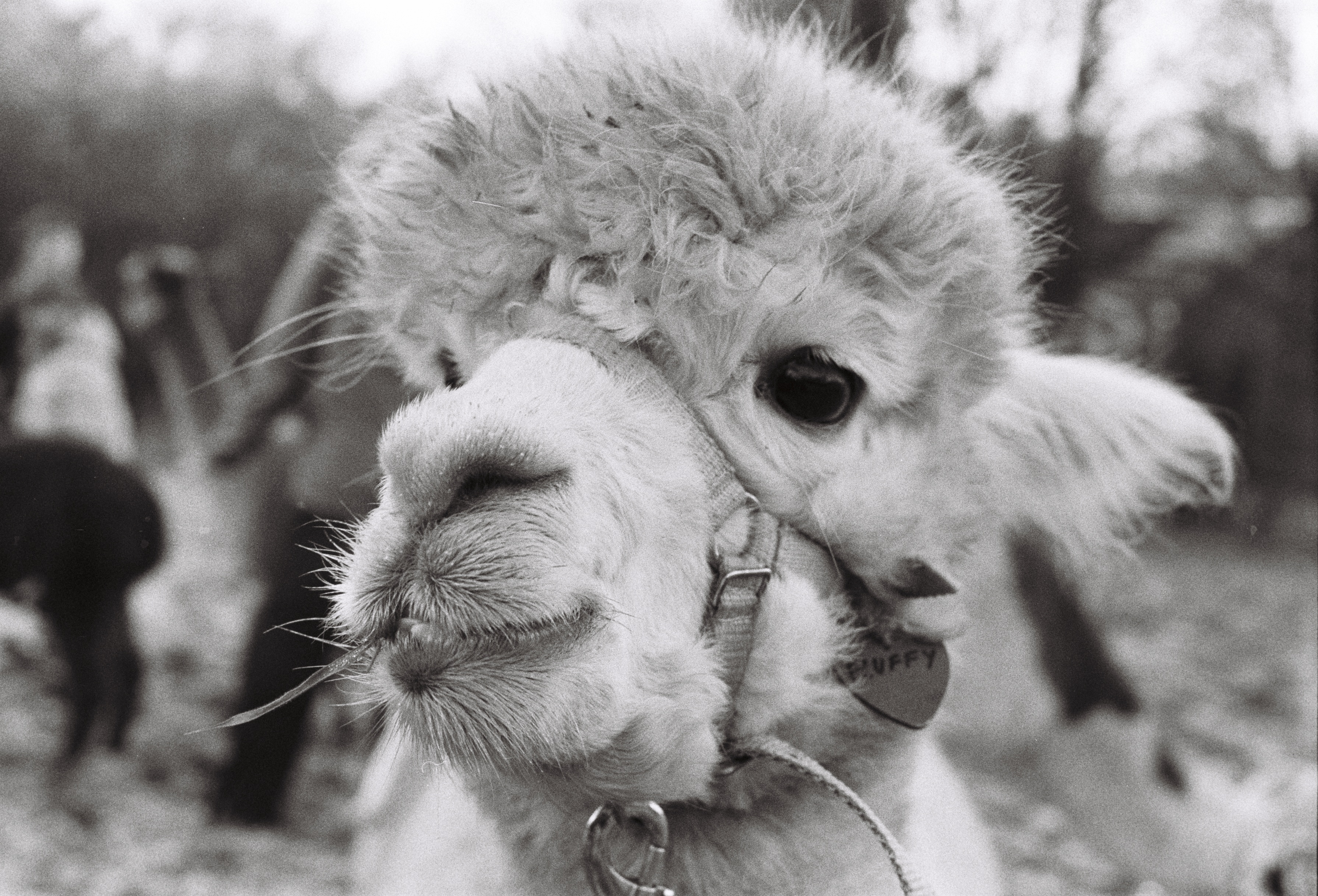A black and white image of an alpaca.